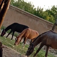 فروش ۷راس اسب کره نریان و مادیان
