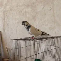 کقتر|پرنده|بروجن, |دیوار