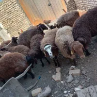 میش هترو دوقلو سه قلو زای بشرت ازمایش|حیوانات مزرعه|جوین, |دیوار