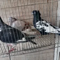 سه تا کبوتر ماده مناسب جفت 200