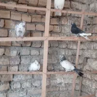 کبوترفروشی