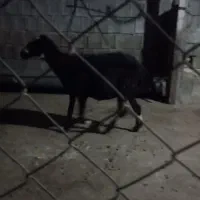 میش