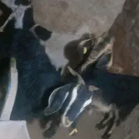 بزدرجه یک|حیوانات مزرعه|سرفاریاب, |دیوار