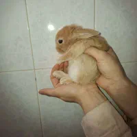 بچه خرگوش های زیبا