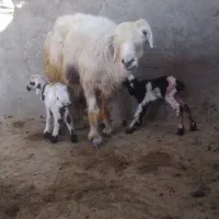 میش دوقلویی