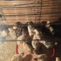 جوجه گلین|حیوانات مزرعه|سیرجان, |دیوار