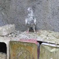 کفتر سرور نر و ماده پرشی|پرنده|زیباشهر, |دیوار