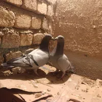 کبوتر پلاکی|پرنده|سیلاخور, |دیوار