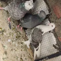 کبوتر|پرنده|بوکان, |دیوار