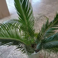 سیکاس