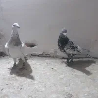 کفتر پرشی|پرنده|اسفراین, |دیوار