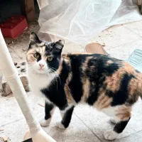 واگذاری چند بچه گربه مودب و آروم