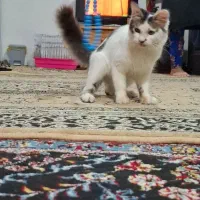 واگذاری گربه