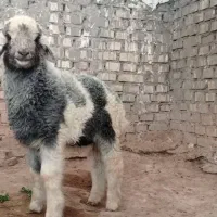 بره نر عراقی چاق چاق