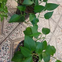 حراج گلهای اپارتمانی