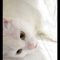 ماده ۷ ماهه تمام سفید عروسکی