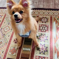 سگ پامر|سگ|سنندج, |دیوار