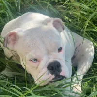 سگ نر انگلیش بولداگ|سگ|تهران, شهرک استقلال|دیوار