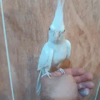 عروس هلندی نر البینو دستی|پرنده|فسا, |دیوار