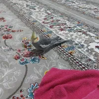 عروس هلندی،گمشده|حیوانات|نیشابور, کردها|دیوار