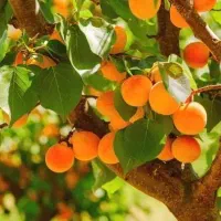 فروش نهال زردآلو شکرپاره