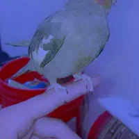 عروس هلندی نیمه دستی