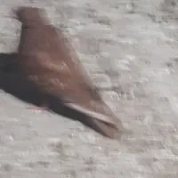 دوتا جوجه سرخ هیچ پری خوشکل و قشنگ
