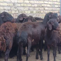 گوسفندو میش.قزل افشار شیشک دودندان و تخلی ب شرط