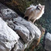 سگ پامر|سگ|یاسوج, |دیوار