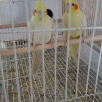 عروس هلندی مولد