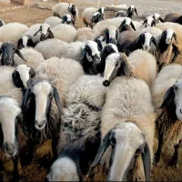 گوسفندبشرط/ قلم آبی بره *نرینه زودپخت* زنده خونی*
