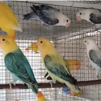 طوطی برزیلی رنگ خاص|پرنده|هندیجان, |دیوار