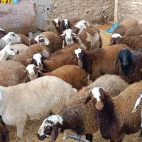 30عدد بره پرواری