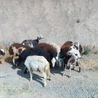 میش.قوچ