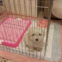 سگ آپارتمانی پودل|سگ|ری, حمزهآباد|دیوار