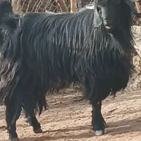 فروش یک عدد پازن|حیوانات مزرعه|مارگون, |دیوار