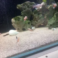 تترا جواهری باله بلند|ماهی|اردبیل, |دیوار