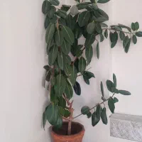 گل و گیاه طبیعی