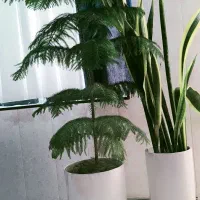 دو عدد گیاه آپارتمانی
