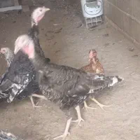 بوغلمون ماده