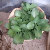 گل زیبا وسر حال