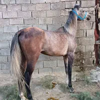 اسب نریون 2 سر عرب وارداتی|اسب و تجهیزات اسب‌سواری|اصفهان, آزادگان|دیوار