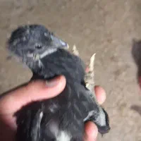 جوجه مرغ محلی ۴۰ روزه