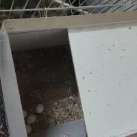 گرینچیک|پرنده|یزد, |دیوار