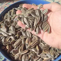 تخمه کانادایی|خوردنی و آشامیدنی|دهگلان, |دیوار