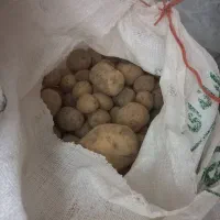 سیب زمینی آگریا قوچان