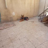 سگ ژرمن شیپر ماده ۱۰ ماهه|سگ|تهران, بیسیم|دیوار