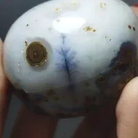 شجر تک درخت با باباقوری فوق کلکسیونی