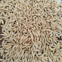 جو شما را خریدار