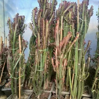 گل وگیاه آپارتمانی و انواع نهال